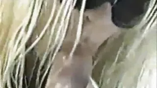 Wielki namiętny Mulat darmowe filmy ertyki konna Maine kogut